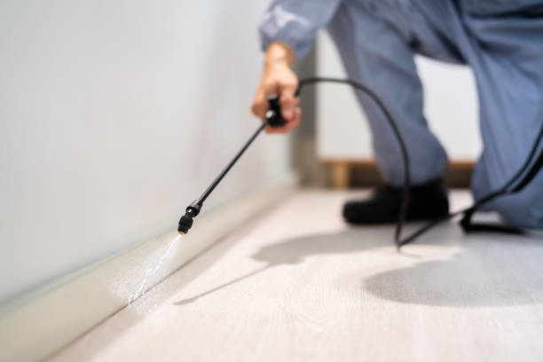 Certified termite inspector examining foundation in Tangerine